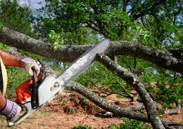 Best Hedge Trimming  in Lucas, TX