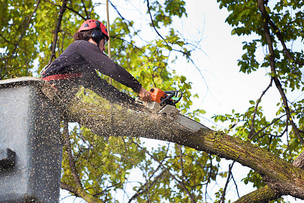 Best Tree Disease Treatment  in Lucas, TX