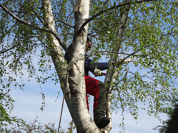 Best Storm Damage Tree Cleanup  in Lucas, TX