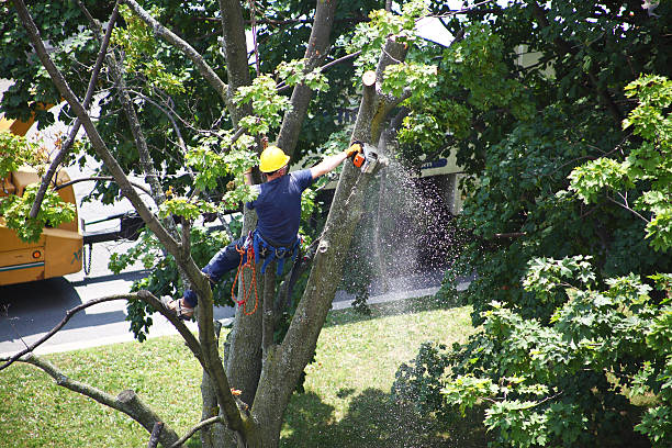 Best Tree Removal  in Lucas, TX