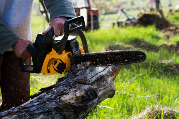 How Our Tree Care Process Works  in  Lucas, TX